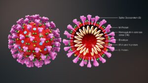 Scopri di più sull'articolo Conoscere il SARS-CoV-2: una guida alla malattia da coronavirus (COVID-19)