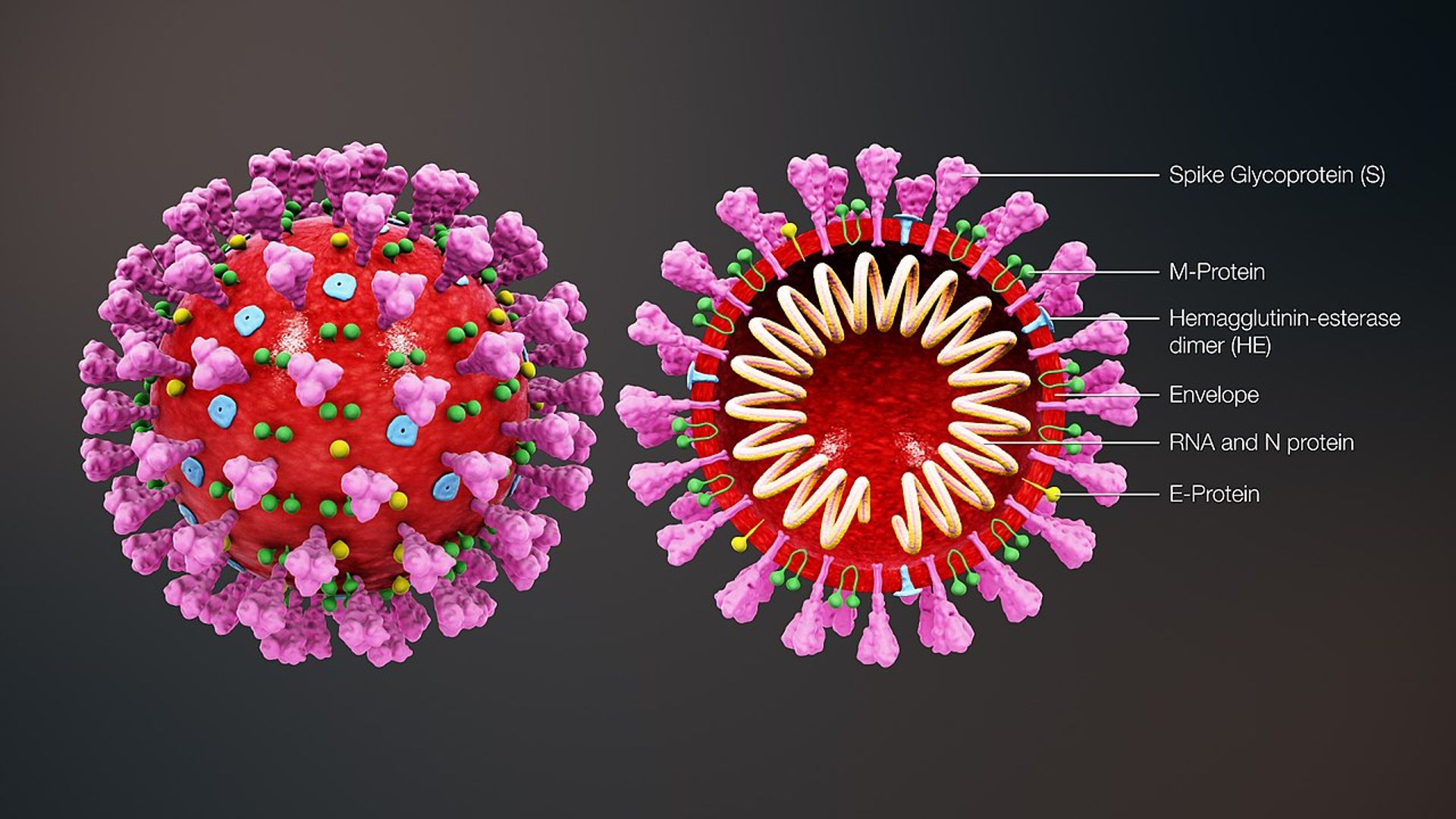 Al momento stai visualizzando Conoscere il SARS-CoV-2: una guida alla malattia da coronavirus (COVID-19)